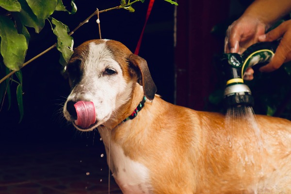 Artikel-Bild zu "Allergien bei Hunden – Häufige Ursachen, Symptome und deren Behandlung" - Hunde Erste-Hilfe-Guide