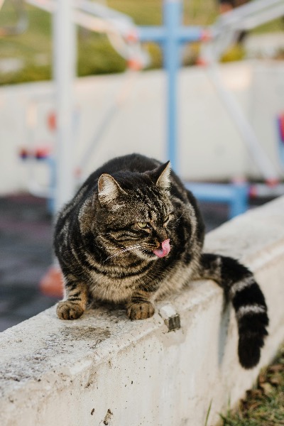 Artikel-Bild zu "Allergien bei Katzen – Häufige Ursachen, Symptome und deren Behandlung" - Katzen Erste-Hilfe-Guide
