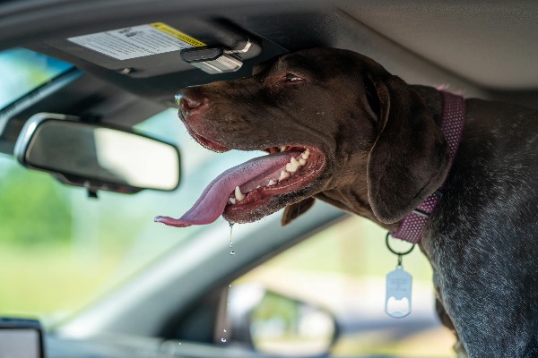 Artikel-Bild zu "Übersicht: Wie schnell heizt sich ein Auto auf?" - Hunde Erste-Hilfe-Guide