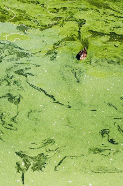 Artikel-Bild zu "Blaualgen - Die Gefahr für Tiere erkennen und richtig handeln" - Hunde Erste-Hilfe-Guide
