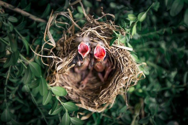 Artikel-Bild zu "Jungvogel gefunden – Wie Sie richtig handeln" - Vögel Erste-Hilfe-Guide