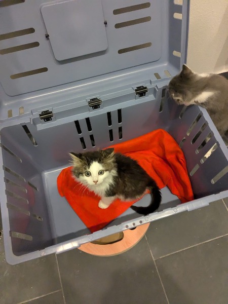 Artikel-Bild zu "Stressfrei zum Tierarzt - Tipps für eine entspannte Untersuchung Ihres Haustieres" - Allgemein Erste-Hilfe-Guide