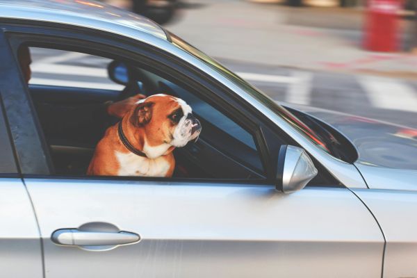 Artikel-Bild zu "Tiere im Auto — Was beim Transport und bei Hitze zu beachten ist" - Allgemein Erste-Hilfe-Guide