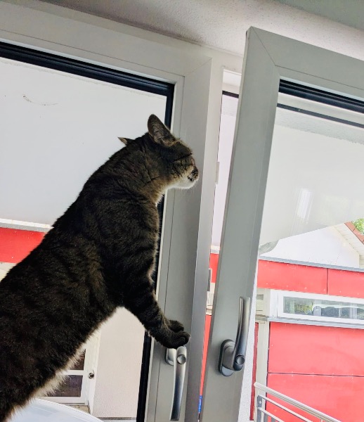 Artikel-Bild zu "Unsichtbare Gefahren im Haushalt – Wie Sie Ihre Katze zuhause schützen" - Katzen Erste-Hilfe-Guide