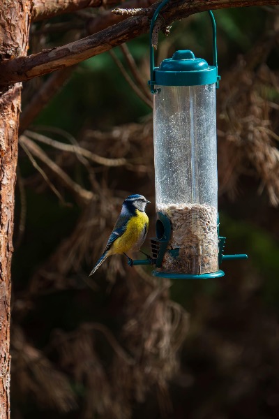 Artikel-Bild zu "Wildvögel und Enten füttern – welche Fütterung sinnvoll und passend ist" - Allgemein Erste-Hilfe-Guide