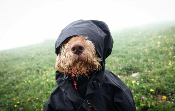 Hundewetter-Check